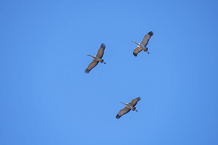 Sandhill crane trio in flight near kearny, nebraska