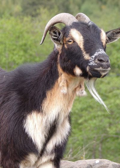 Friendly goats