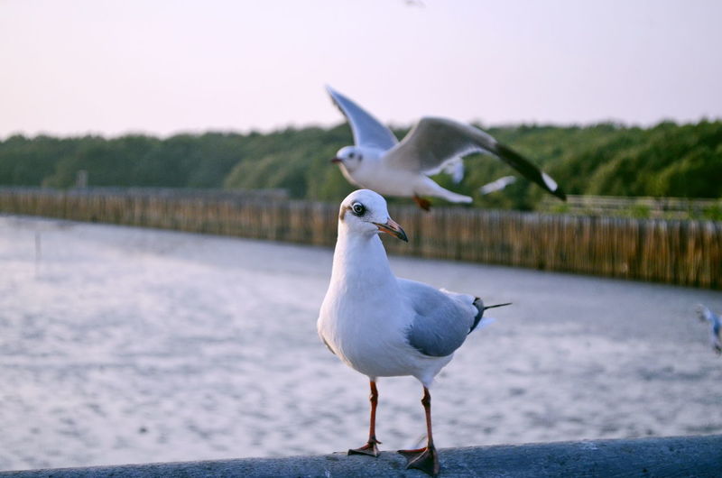Seagulls at lakeshore