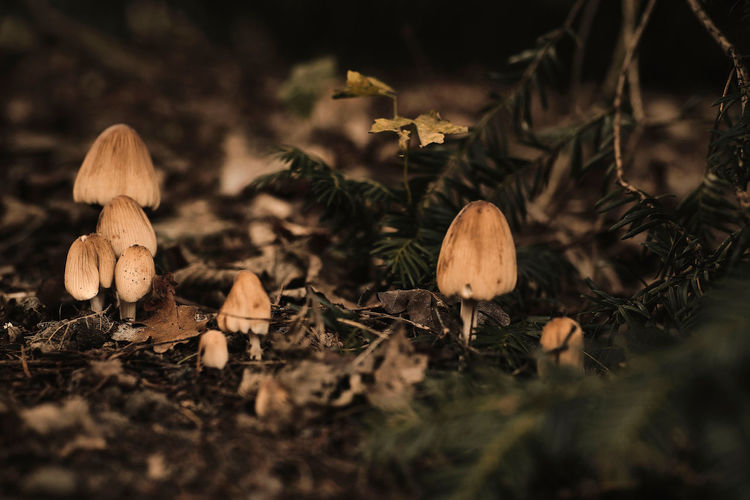 Close-up of mushrooms on field