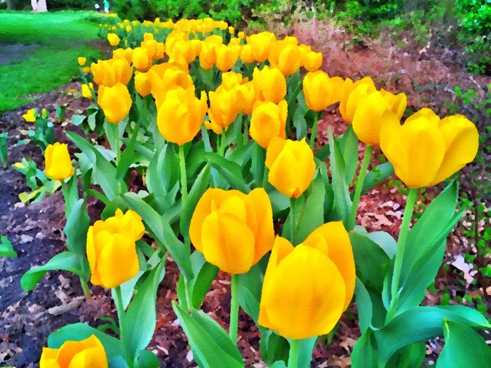 Close-up of yellow flowers blooming in field