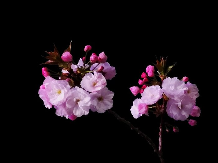 Close-up of pink cherry blossom against black background