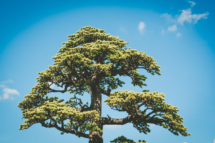 Low angle view of pine tree against blue sky