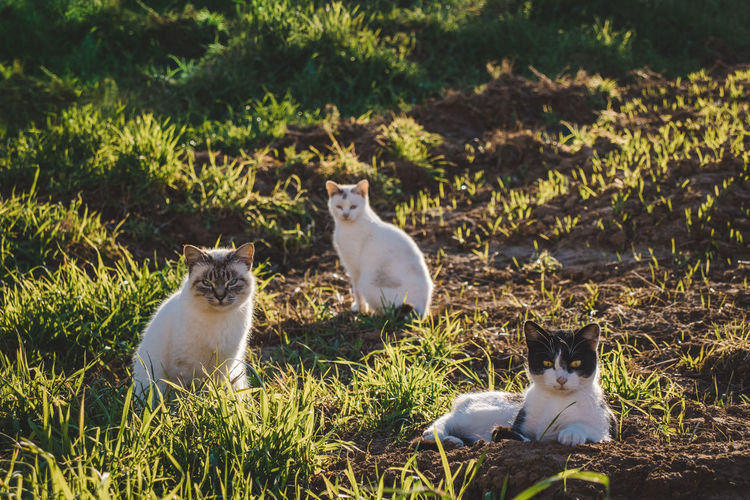View of three cats relaxing on field
