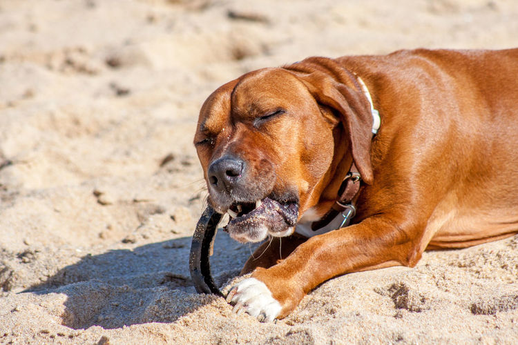 Close-up of dog on sand