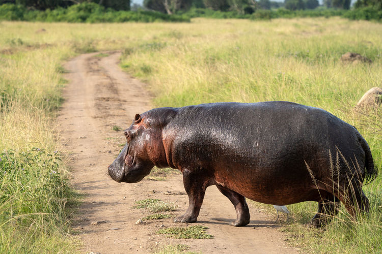Hippo, hippopotamus amphibius, national parks of uganda