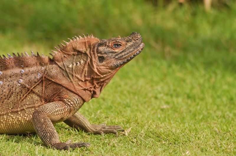 Close-up of lizard on land