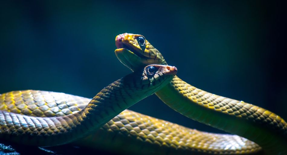 Close-up view of snakes