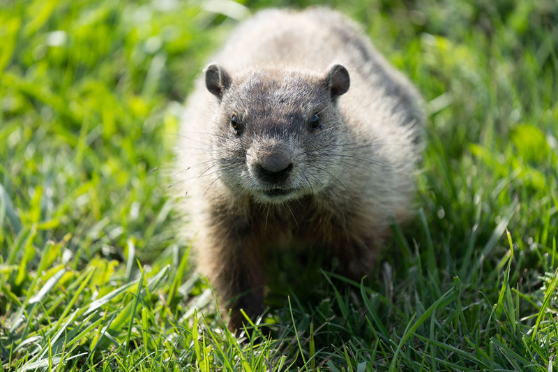 Close-up portrait of a ground hog in a  field
