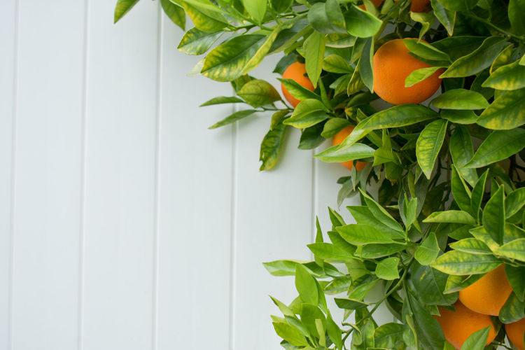Close-up of orange fruit on plant