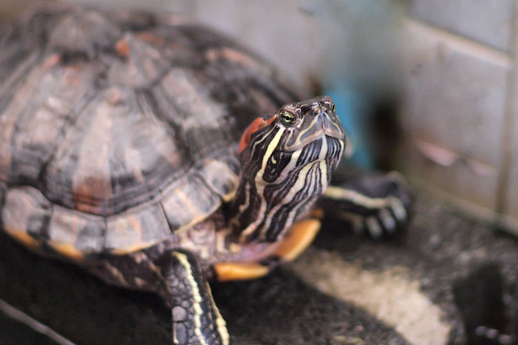 Red eared slider close-up. side view pet turtle red-eared slider