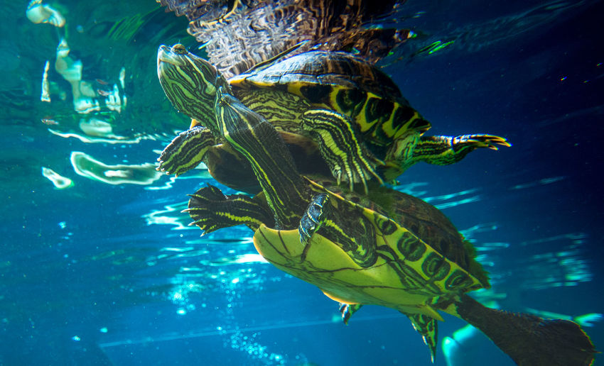 Turtles swimming in sea