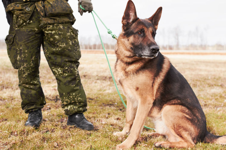 K9 military dog working with a soldier. a german shepherd alsatian training with a man in the army
