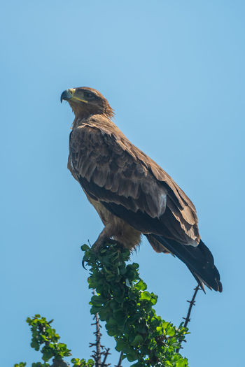 Tawny eagle perches on bush in profile