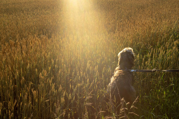 Dog sitting in field during sunset