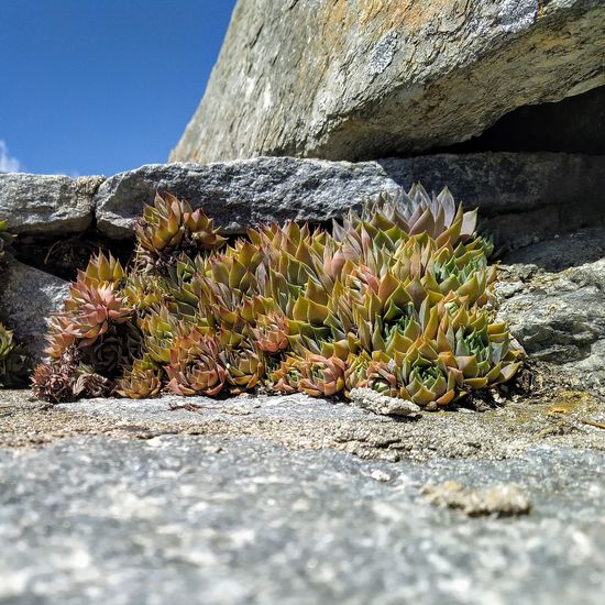 Close-up of rocks on plant