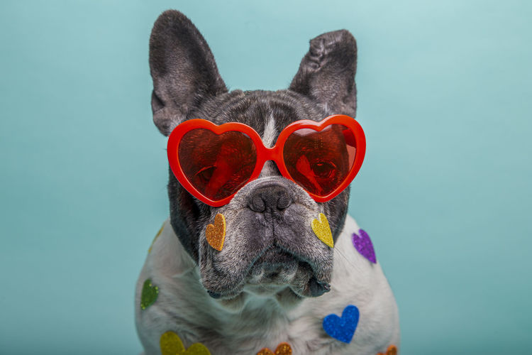 Dog with red heart glasses