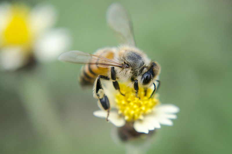 Close-up of bee pollinating on flower at park