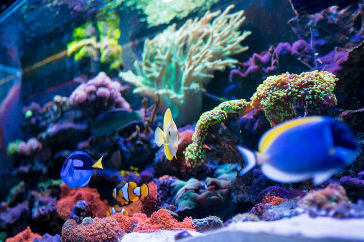 Colorful tropical fish acanthurus leucosternon, zebrasoma flavescens in home reef fish tank. 