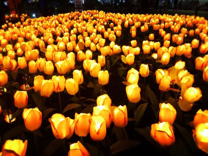 Various pumpkins at night