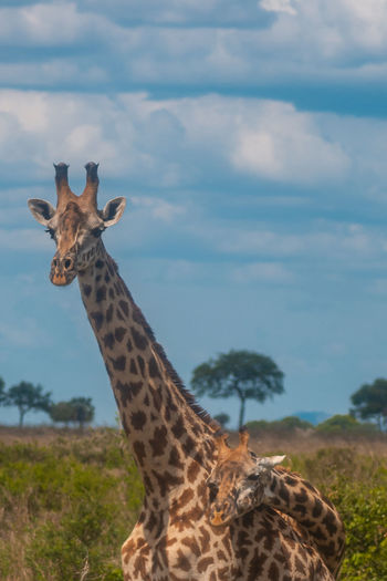 Giraffes on field against sky