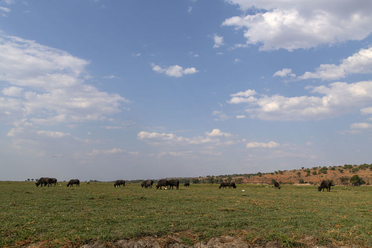 View of buffalos on field against sky