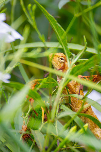 A yellow orange lizard resting in the bushes, peeking out 