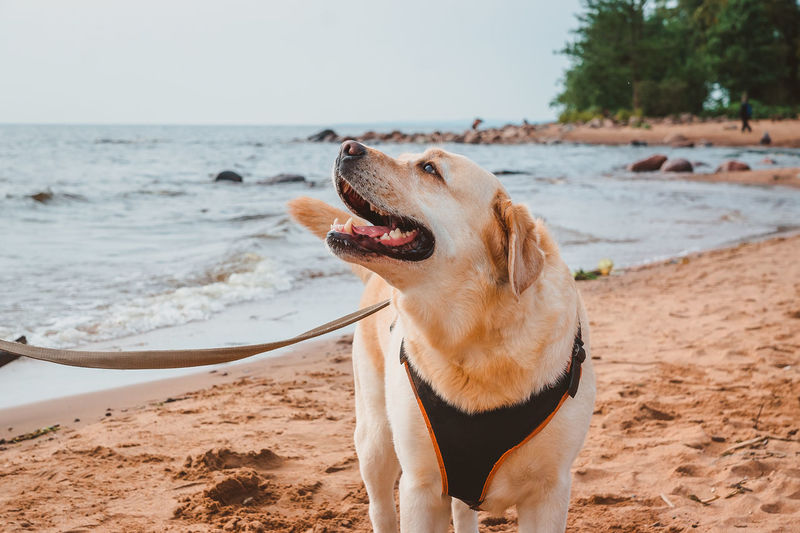 An enthusiastic dog walks along the seashore and looks up. walk of a fawn labrador on a sandy beach