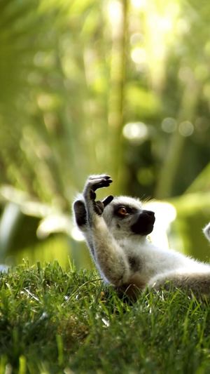 Lemur on grass