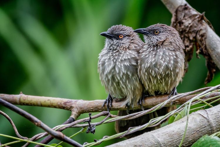 Close-up of bird perching on branch