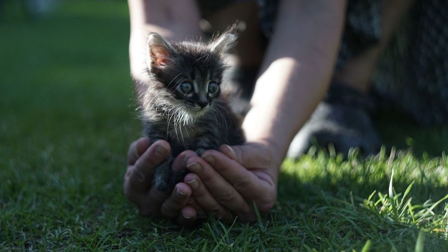 Portrait of kitten sitting on grass