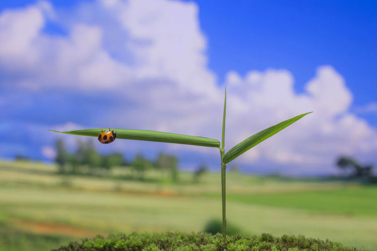 Close-up of small plant growing on field against sky
