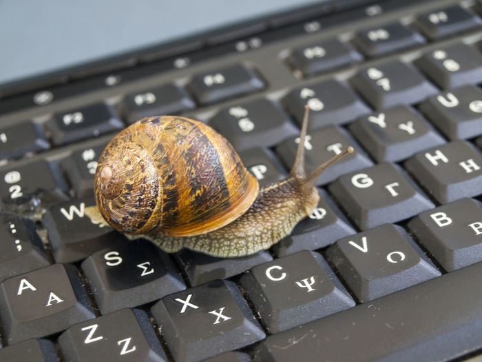Close-up of snail on laptop