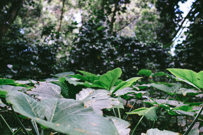 Close-up of fresh green plants
