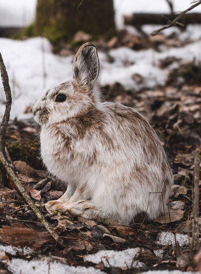 Close-up of rabbit snowshoe hare