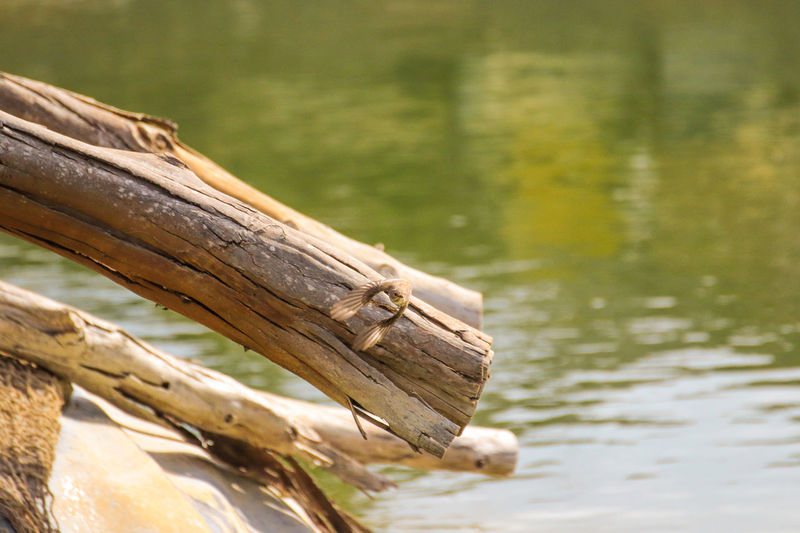 Close-up of wooden log in lake