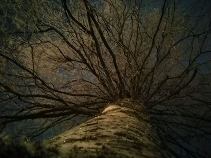 Close-up of bare tree against sky