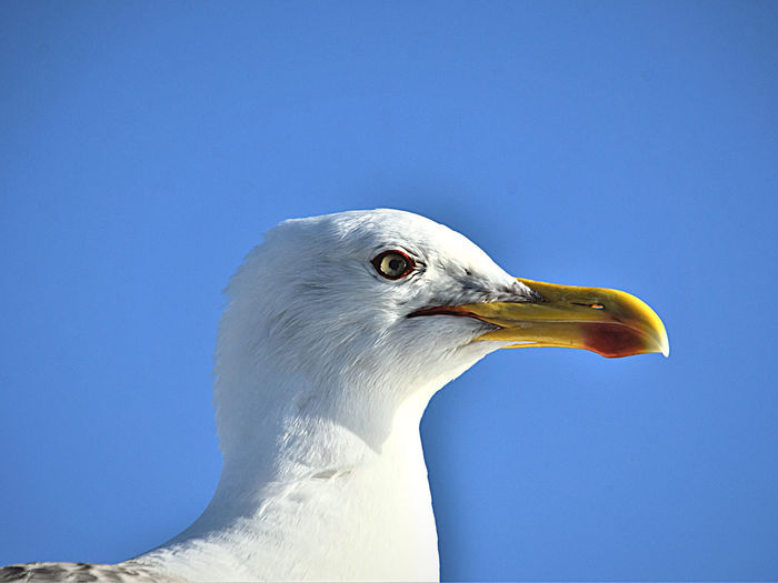 Close-up of seagull against clear blue sky