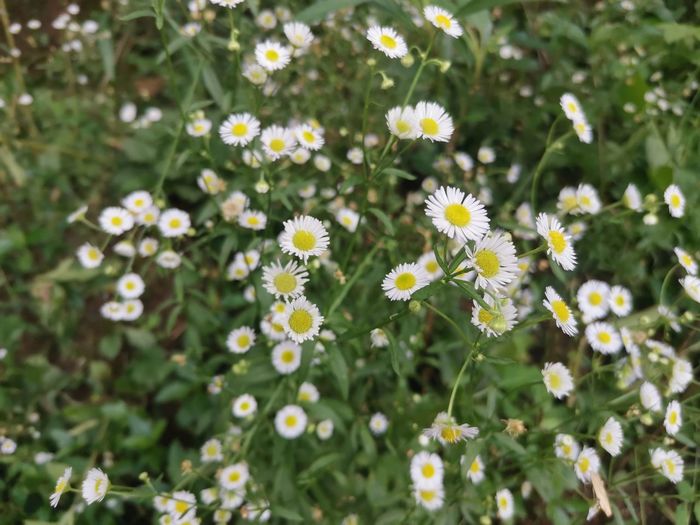 Close-up of yellow flowering plants on field
