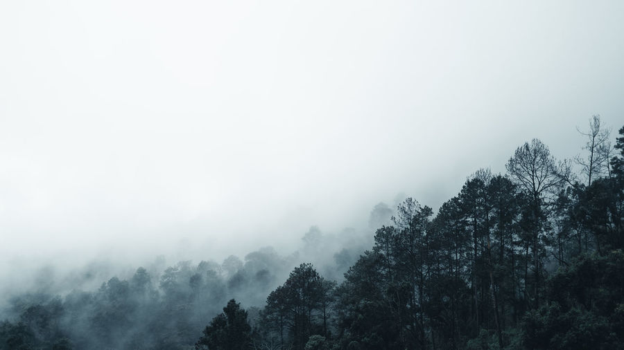 Trees in forest against sky