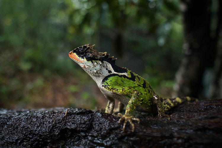 Lizard on rock in forest