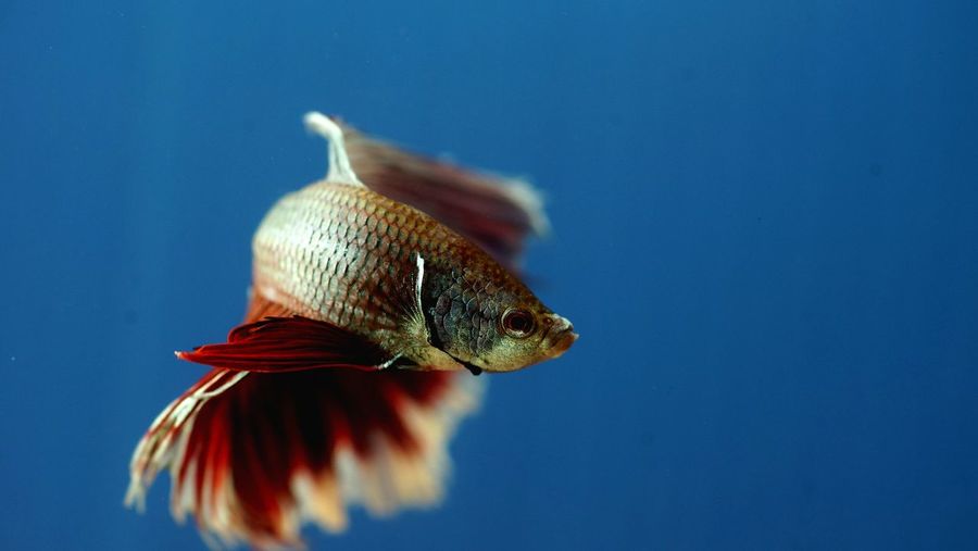 Close-up of fish swimming underwater
