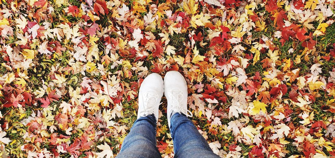 Two feet with white sneakers on the floor covered with beautiful autumn leaves
