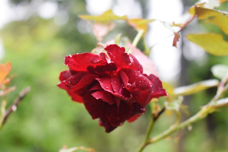 Close-up of red rose on plant