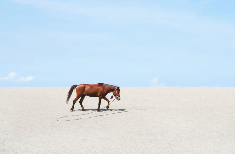 Side view of horse walking at beach against sky