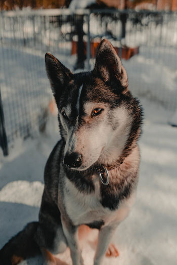 Portrait of sled dog on snow