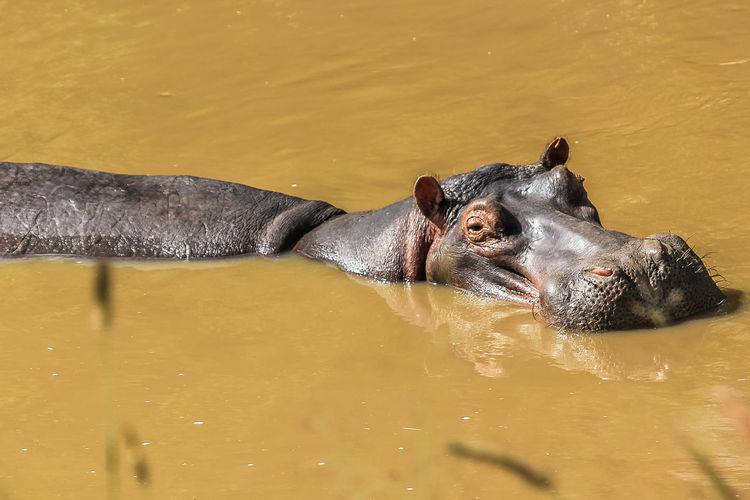 Close-up of hippopotamus in lake