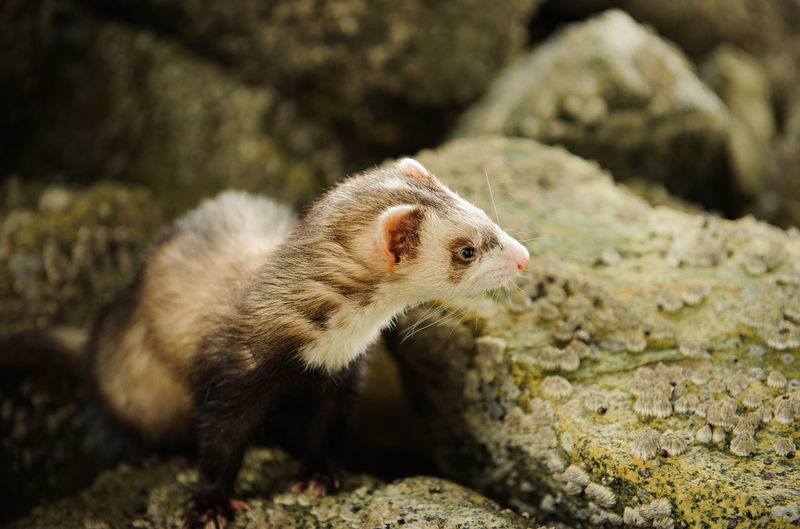 Close-up of ferret