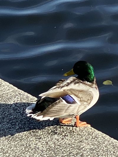 High angle view of mallard duck on the lake