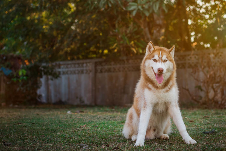 Portrait of siberian husky.brown siberian husky on nature in the autumn park on a background. 